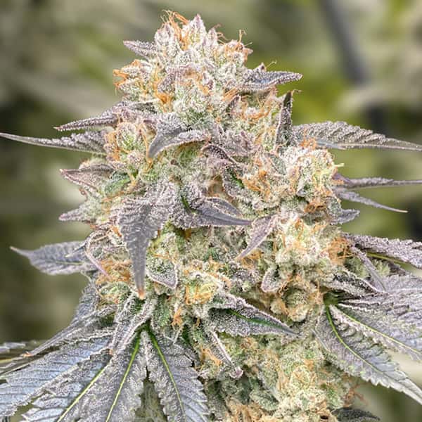 Gorilla Zkittlez graines > Philosopher Seeds | Graines Féminisées  |  Hybride